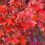 Autumn Radiance® Red Maple Tree