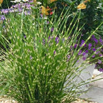 Porcupine Grass
