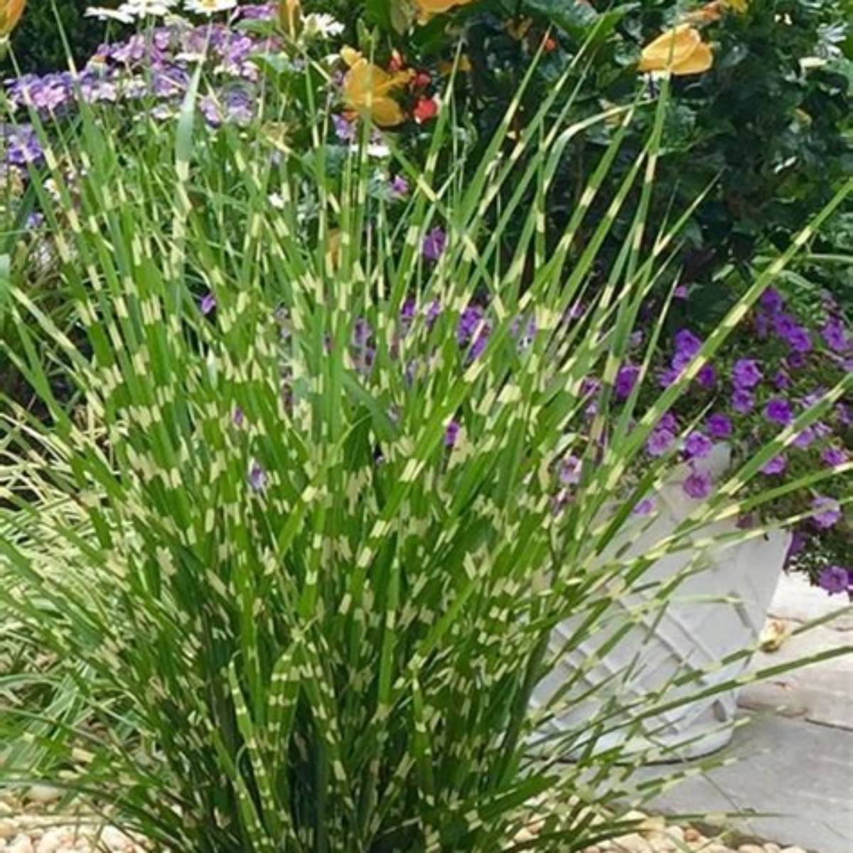 Porcupine Grass