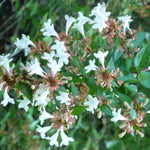 N/S Sundrop Abelia