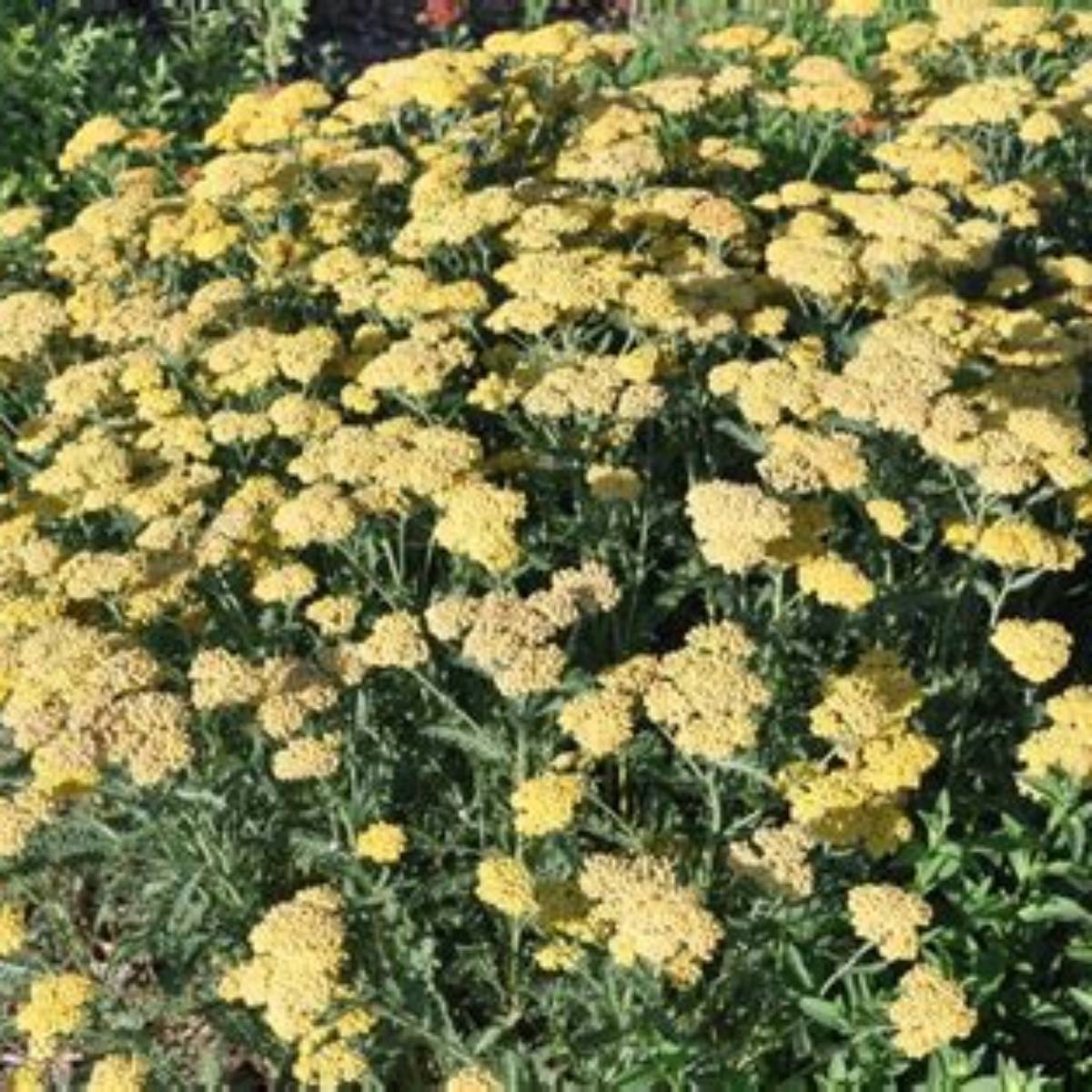 Desert Eve™ Yellow Yarrow