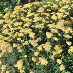 Desert Eve™ Yellow Yarrow