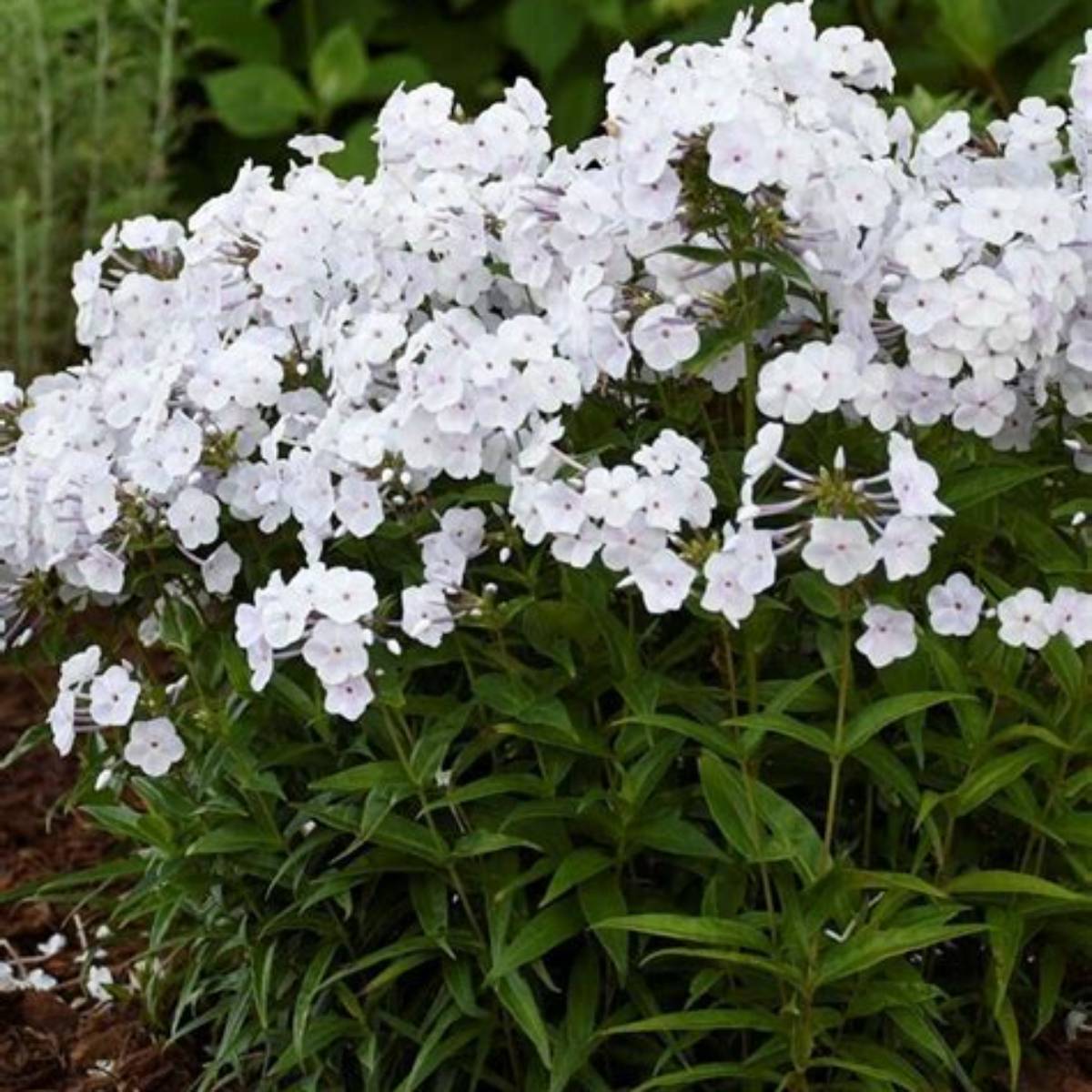 Fashionably Early Crystal Phlox
