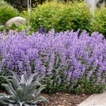 Cat's Meow Catmint
