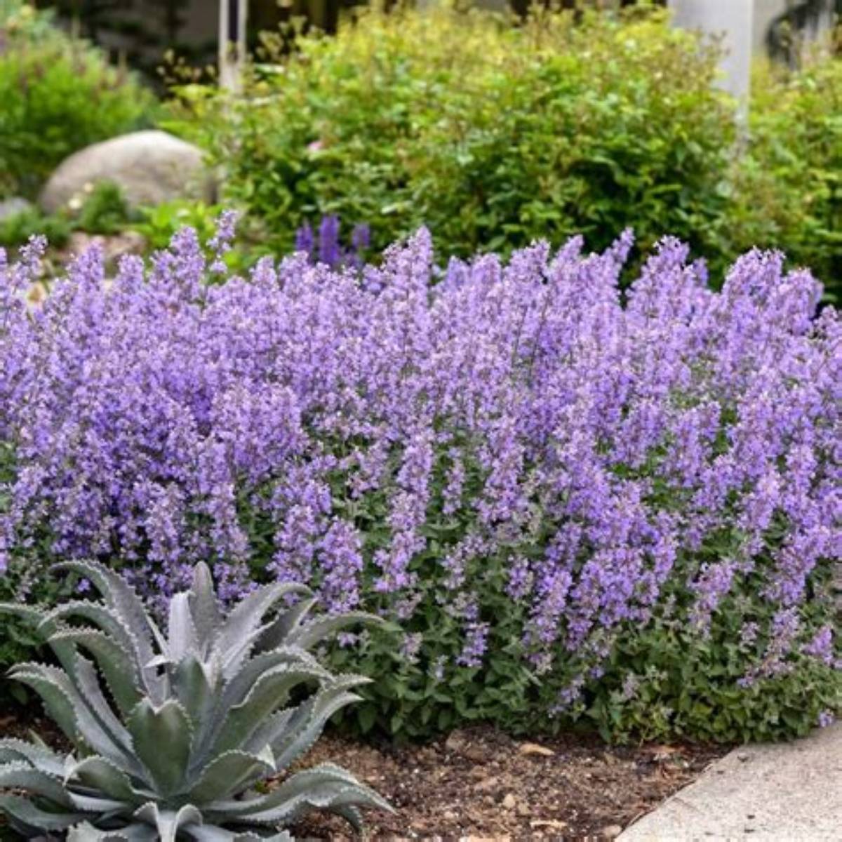 Cat's Meow Catmint