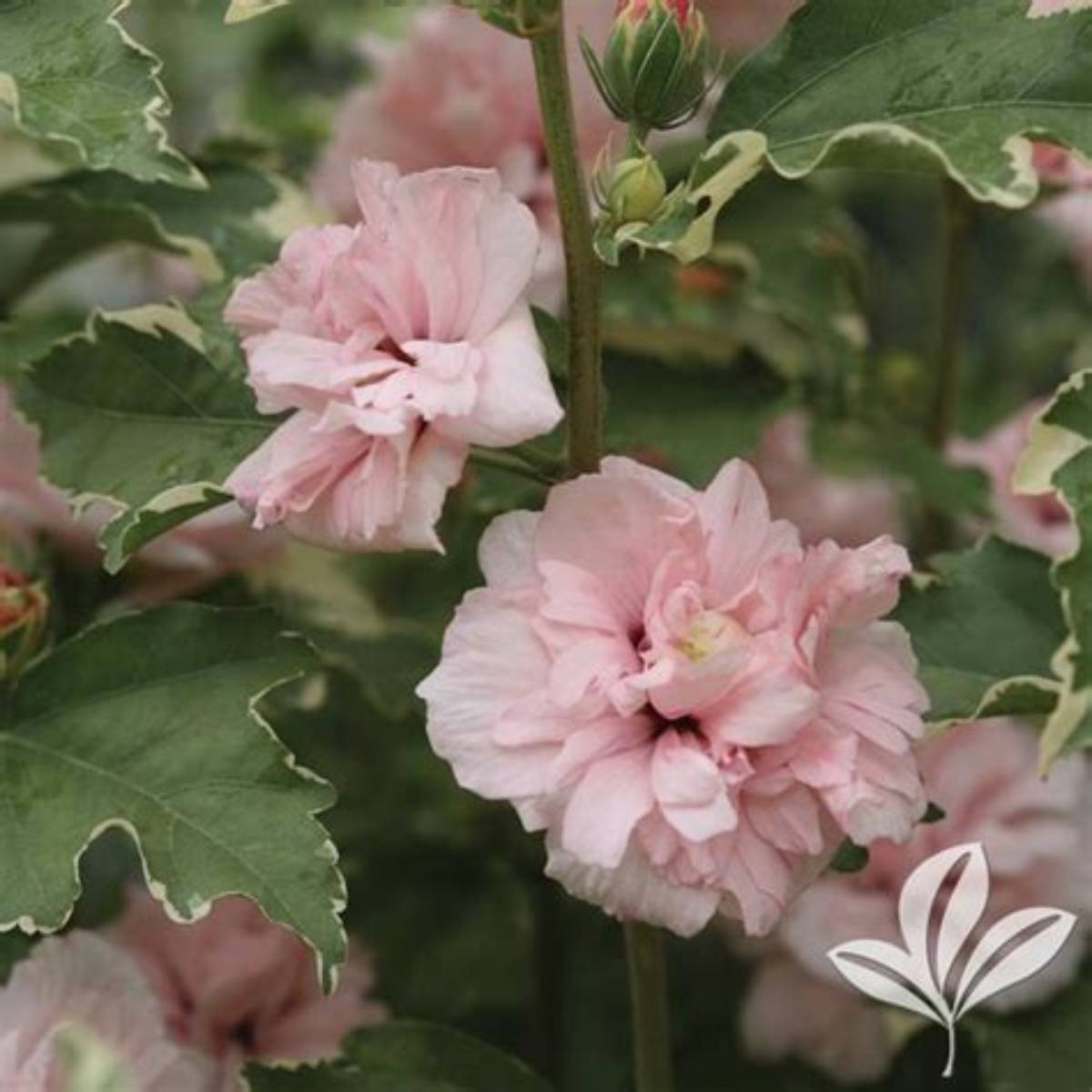 Sugar Tip® Althea