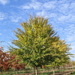 Allee® Elm Tree