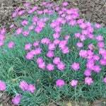 Bath's Pink Dianthus