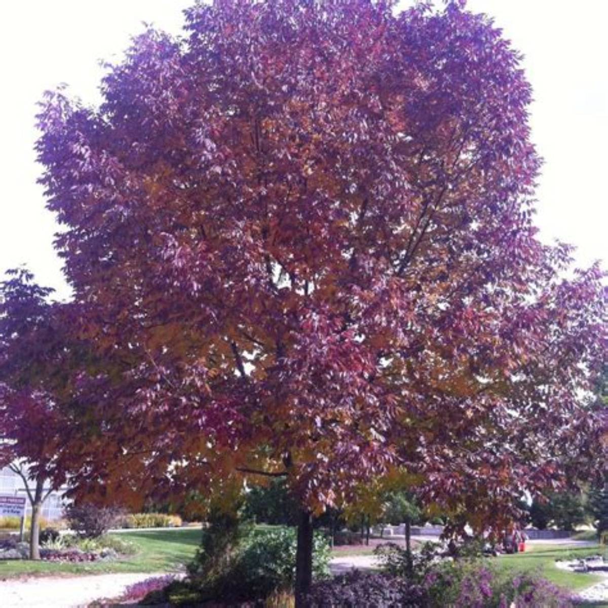 Autumn Purple® Ash Tree