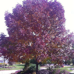 Autumn Purple® Ash Tree