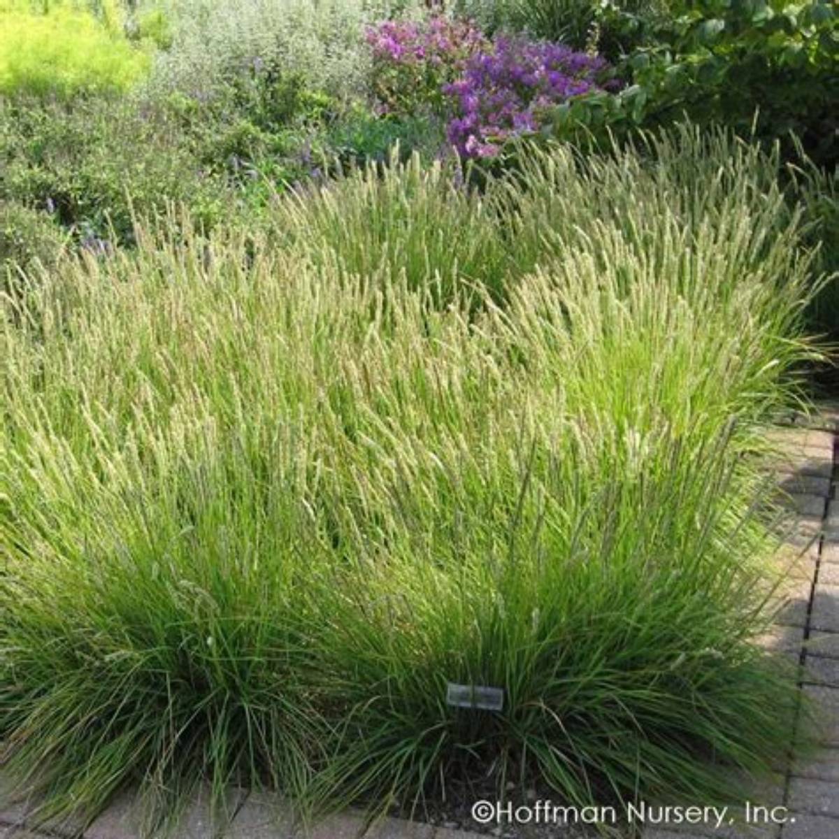 N/S Ballet Dancer Moor Grass