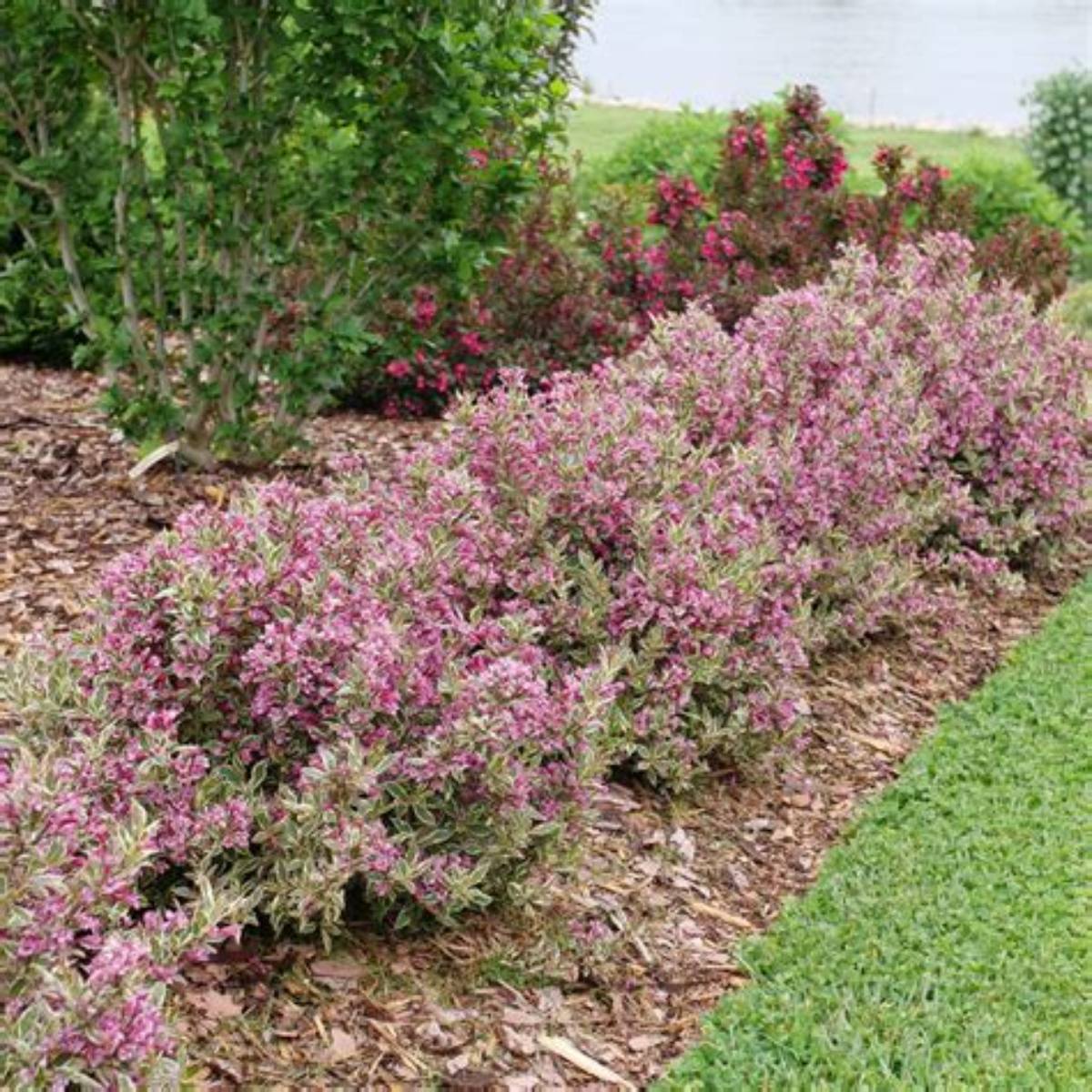 My Monet Purple Effect® Weigela