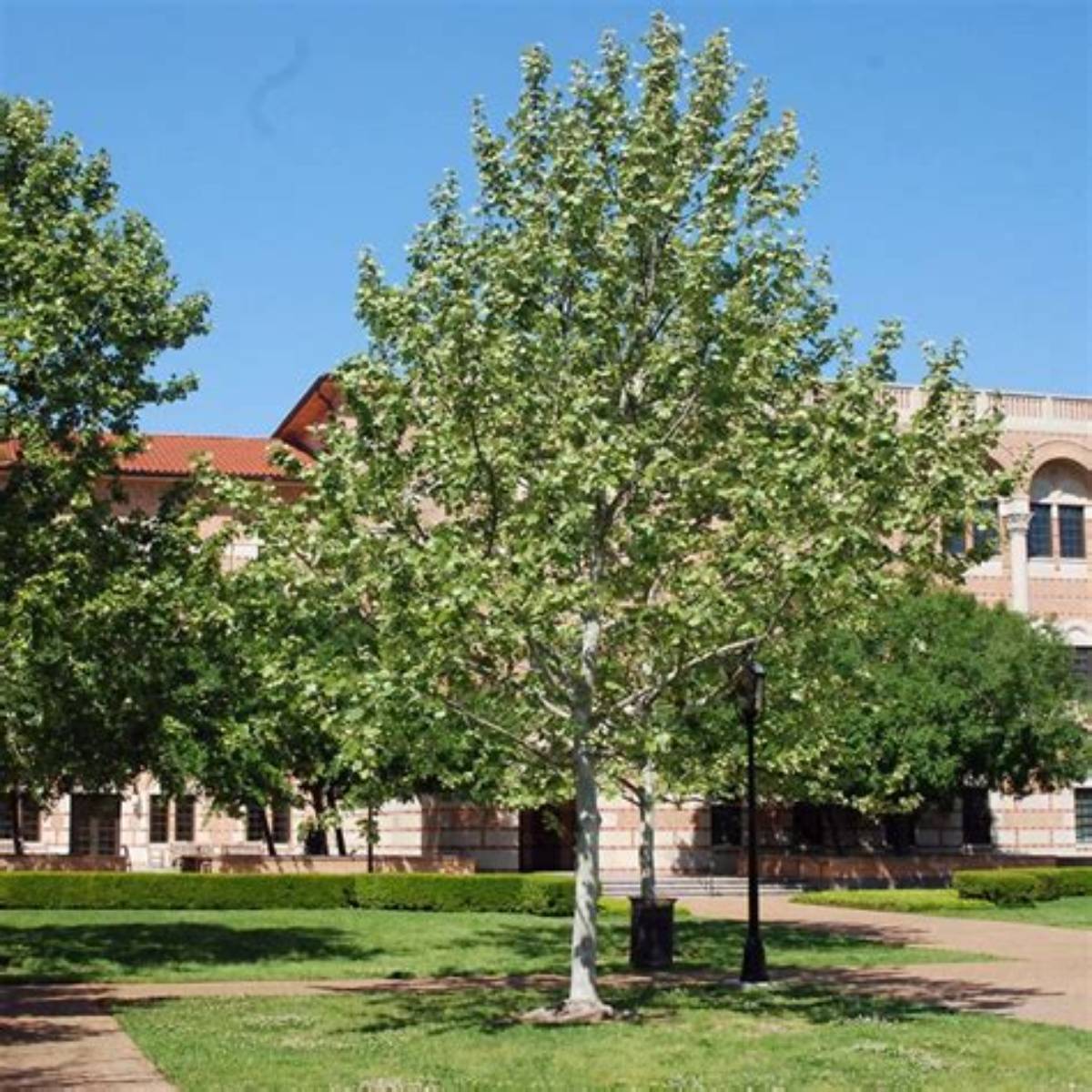 Mexican Sycamore Tree