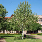 Mexican Sycamore Tree