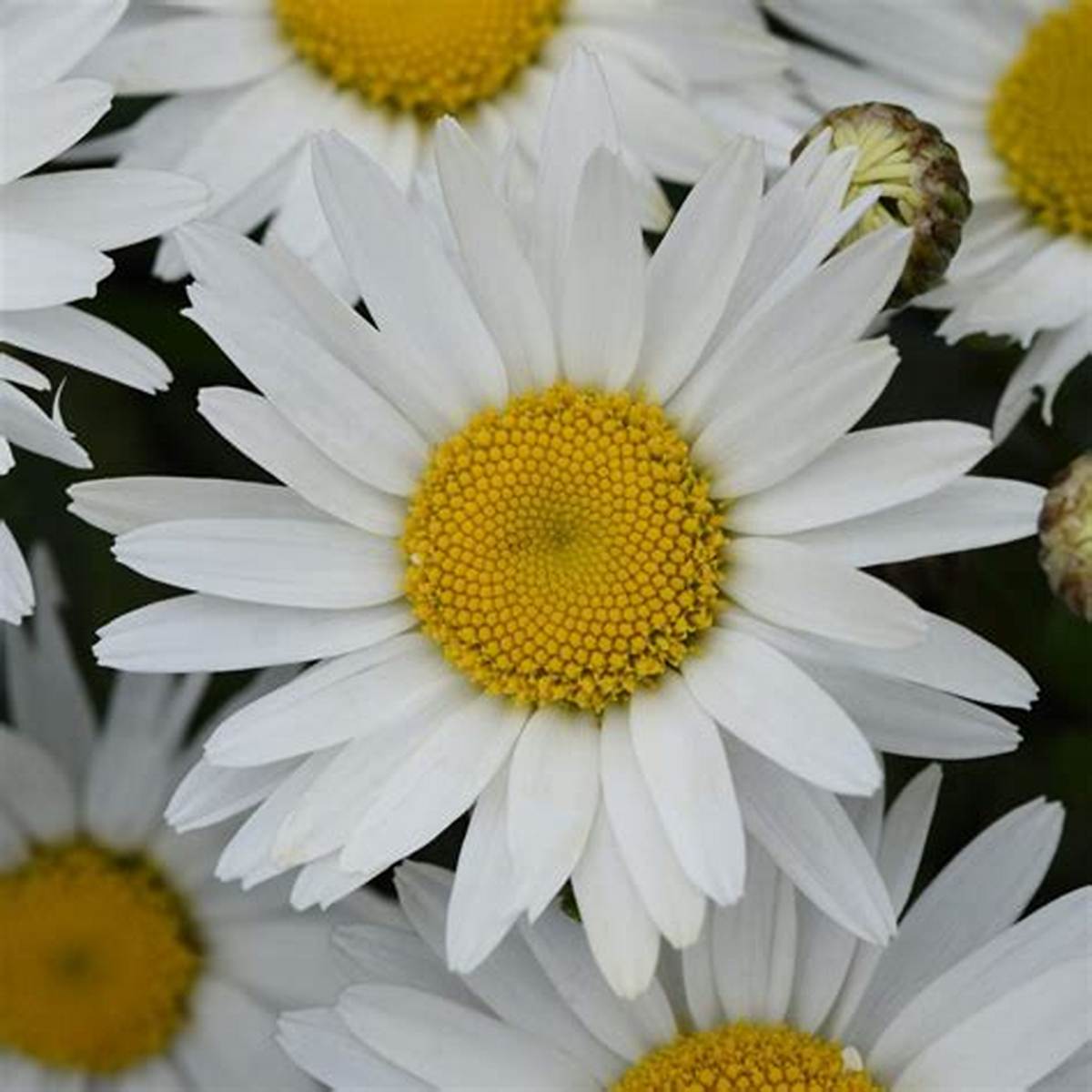 Western Star Leo Shasta Daisy