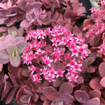 Sunsparkler® Cherry Tart Sedum