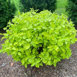 Neon Burst™ Dogwood