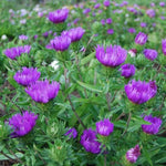 Honeysong Purple Stokes' Aster
