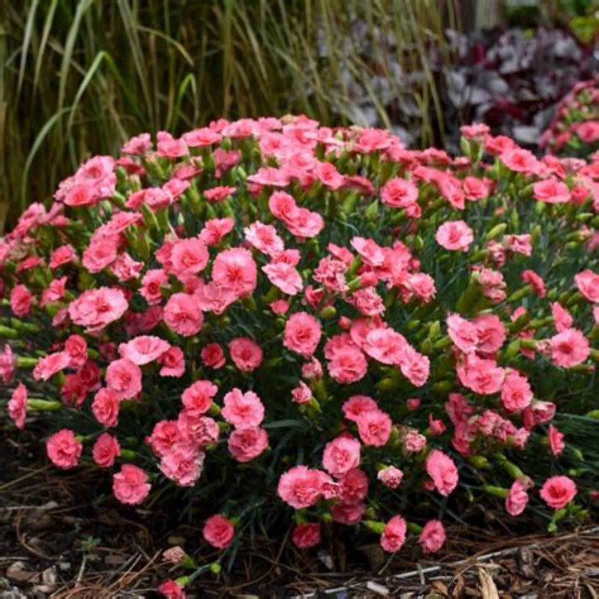 Fruit Punch® Classic Coral Dianthus