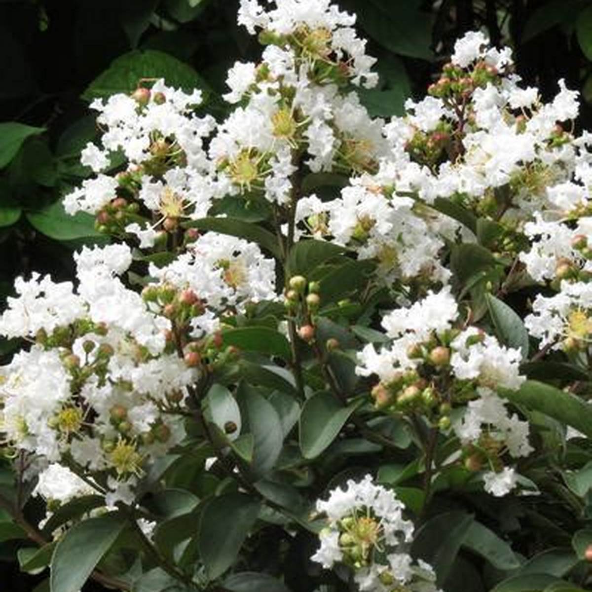 Enduring White Crapemyrtle