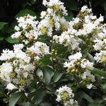 Enduring White Crapemyrtle