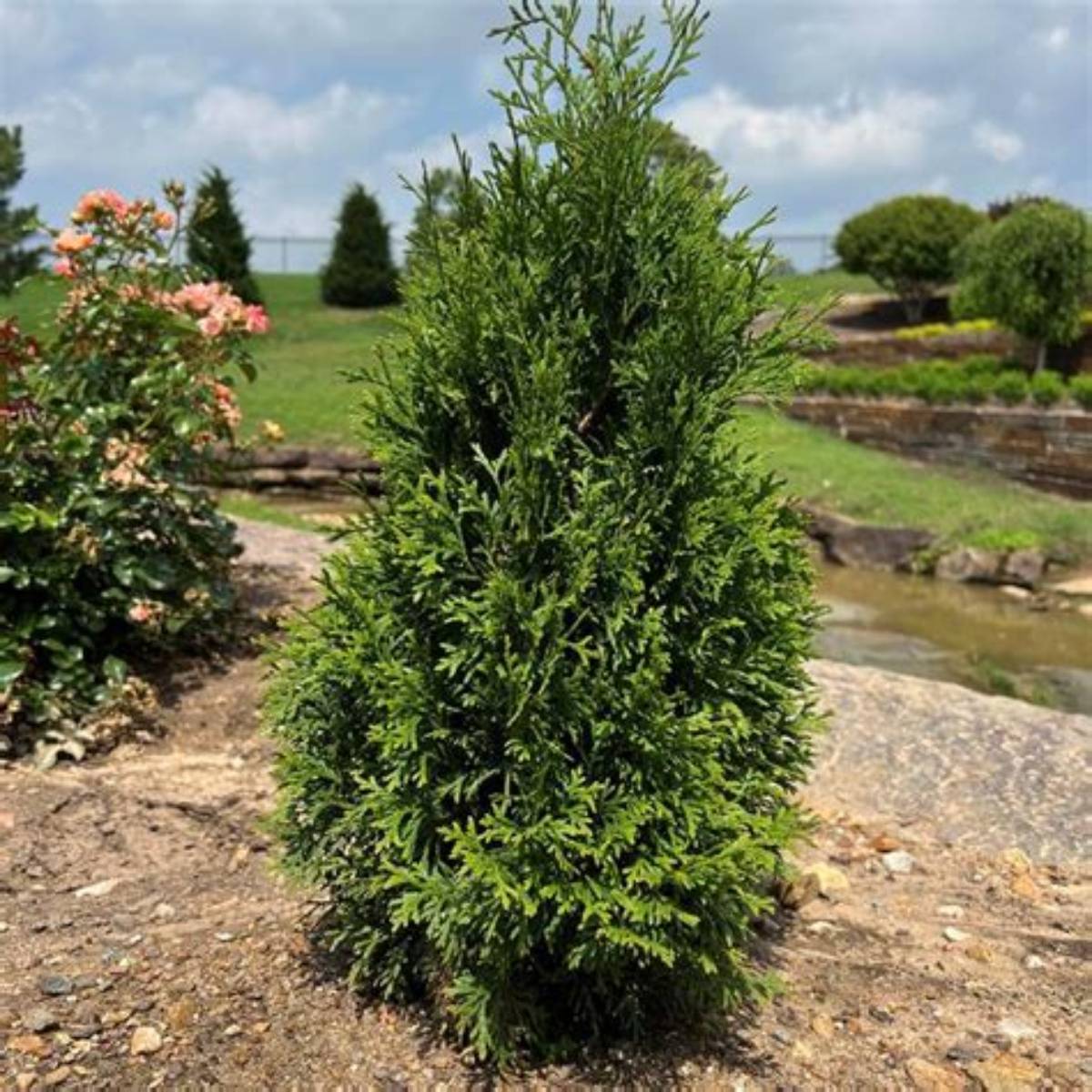 Little Silhouette™ Arborvitae