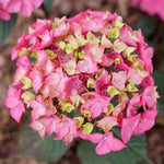 Let's Dance Loveable™ Hydrangea