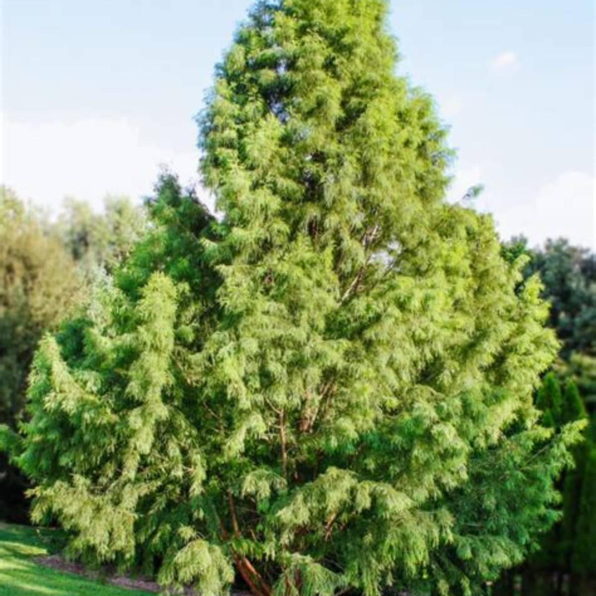 Bald Cypress Tree