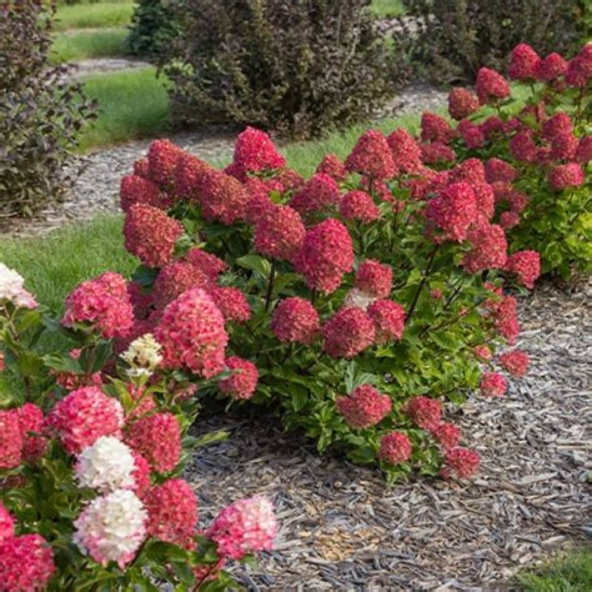 Spring Sizzle® Hydrangea