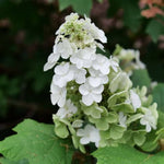 Gatsby Glow Ball® Oakleaf Hydrangea