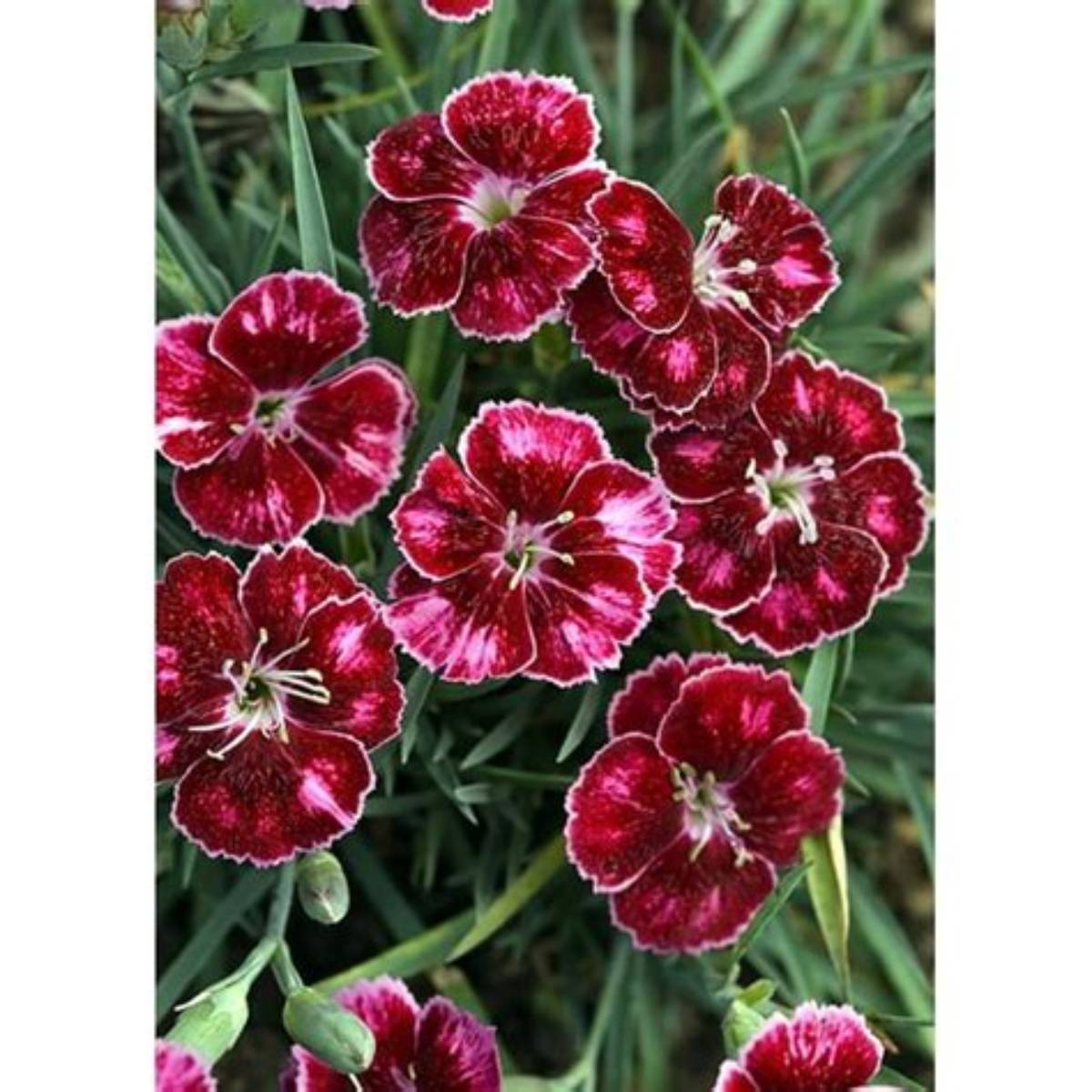 Mountain Frost™ Ruby Glitter Dianthus