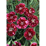 Mountain Frost™ Ruby Glitter Dianthus