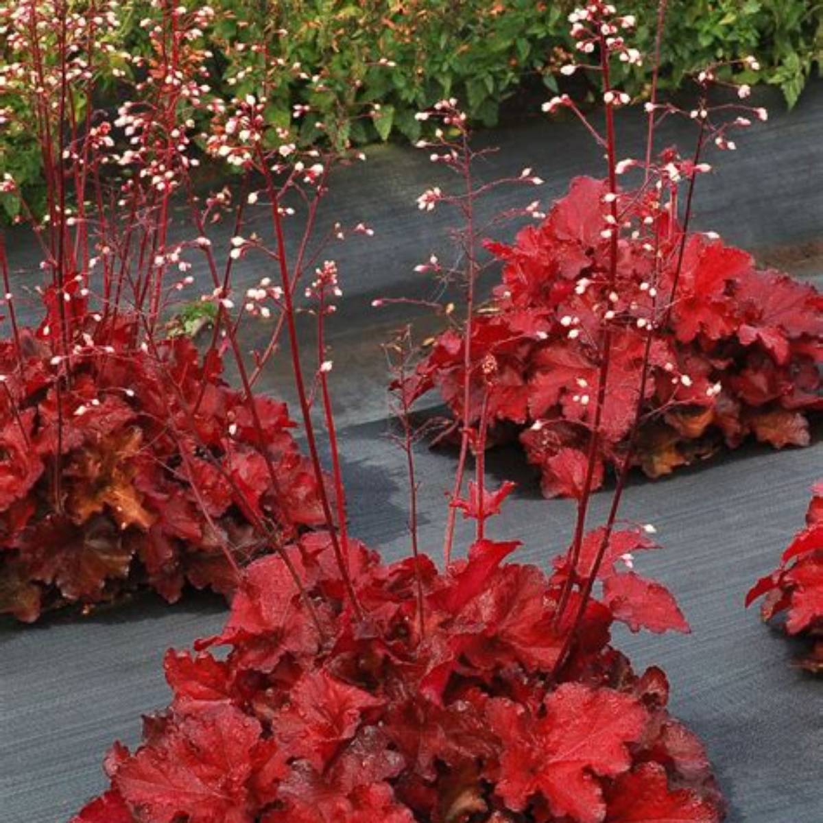 Forever® Red Coral Bells