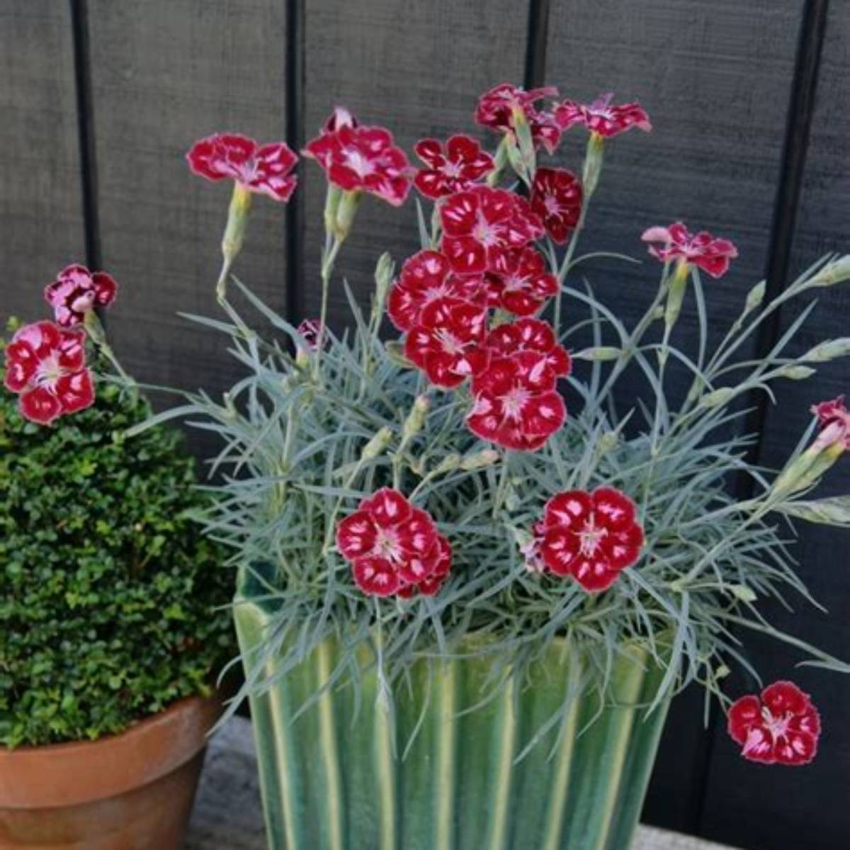 Scent from Heaven™ Angel of Charm Dianthus
