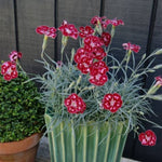 Scent from Heaven™ Angel of Charm Dianthus