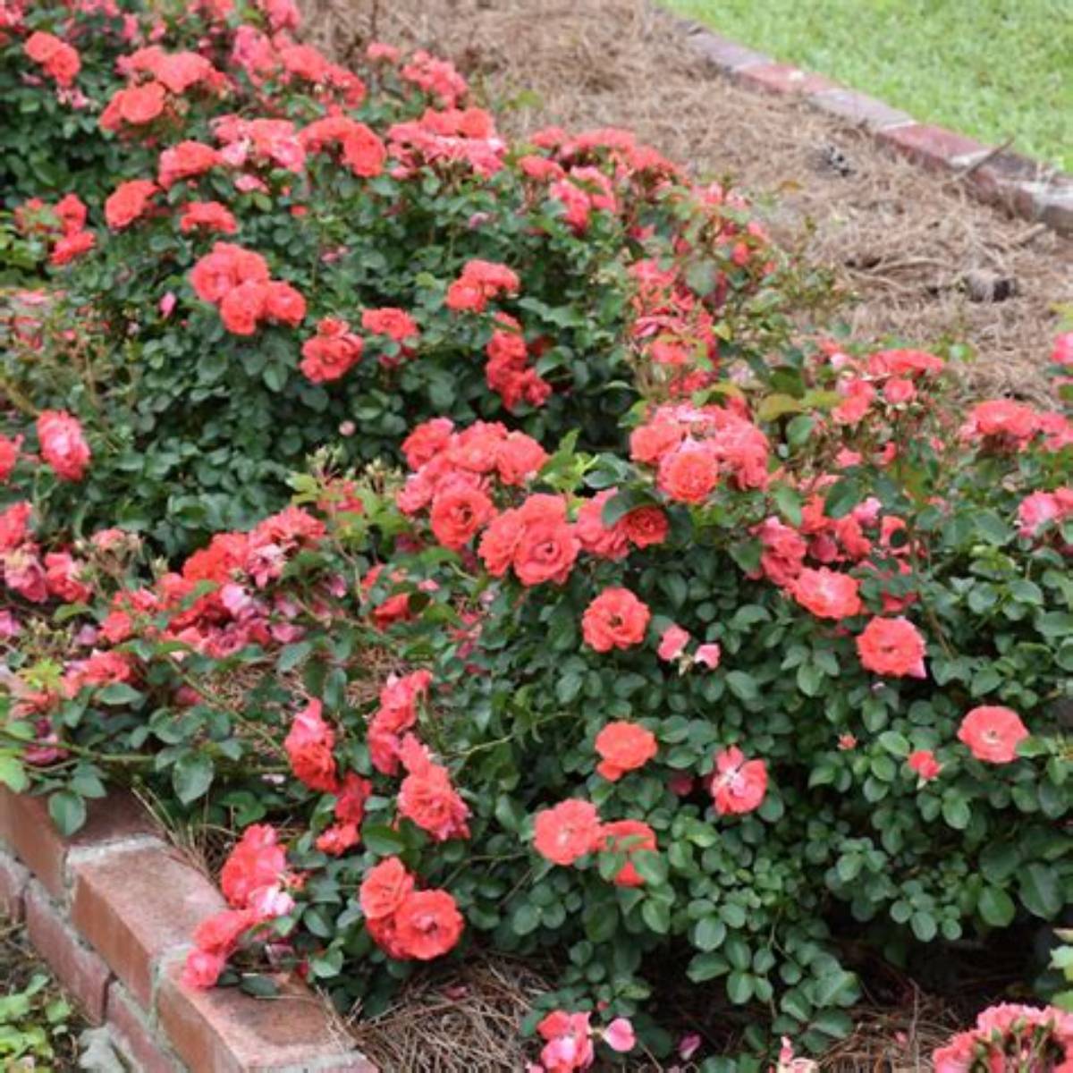 Coral Drift® Rose