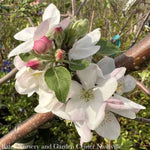 Liberty Apple Tree