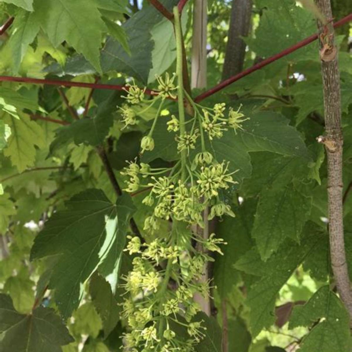 Regal Petticoat Sycamore Maple Tree