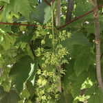 Regal Petticoat Sycamore Maple Tree