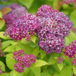 Double Play® Dolly™ Spirea
