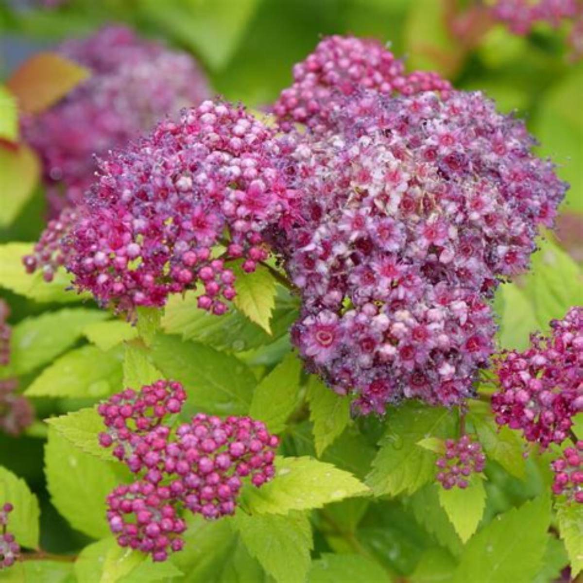 Double Play® Dolly™ Spirea