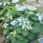 Tuff Stuff Ah-Ha® Hydrangea