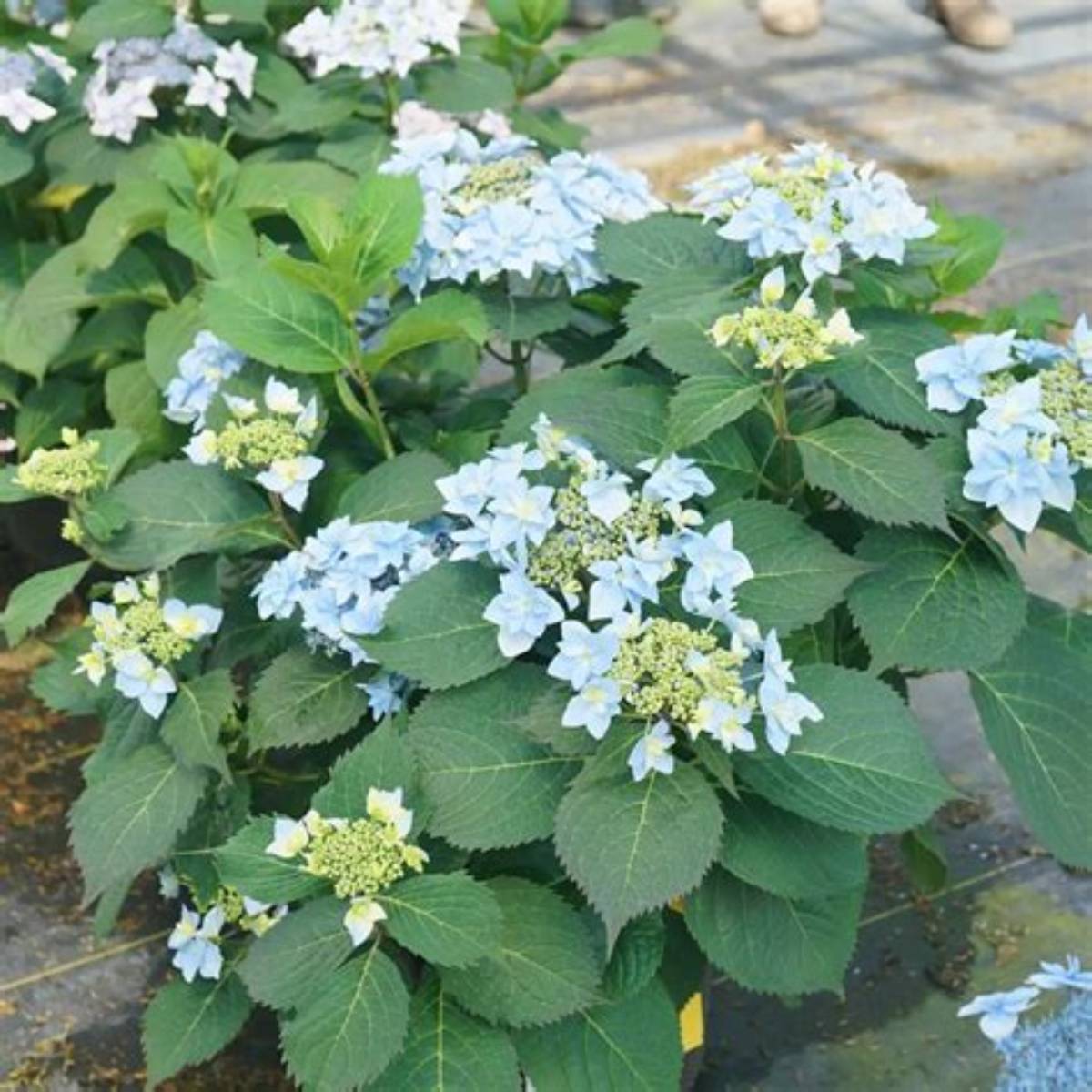 Tuff Stuff Ah-Ha® Hydrangea