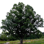 Chinquapin Oak Tree