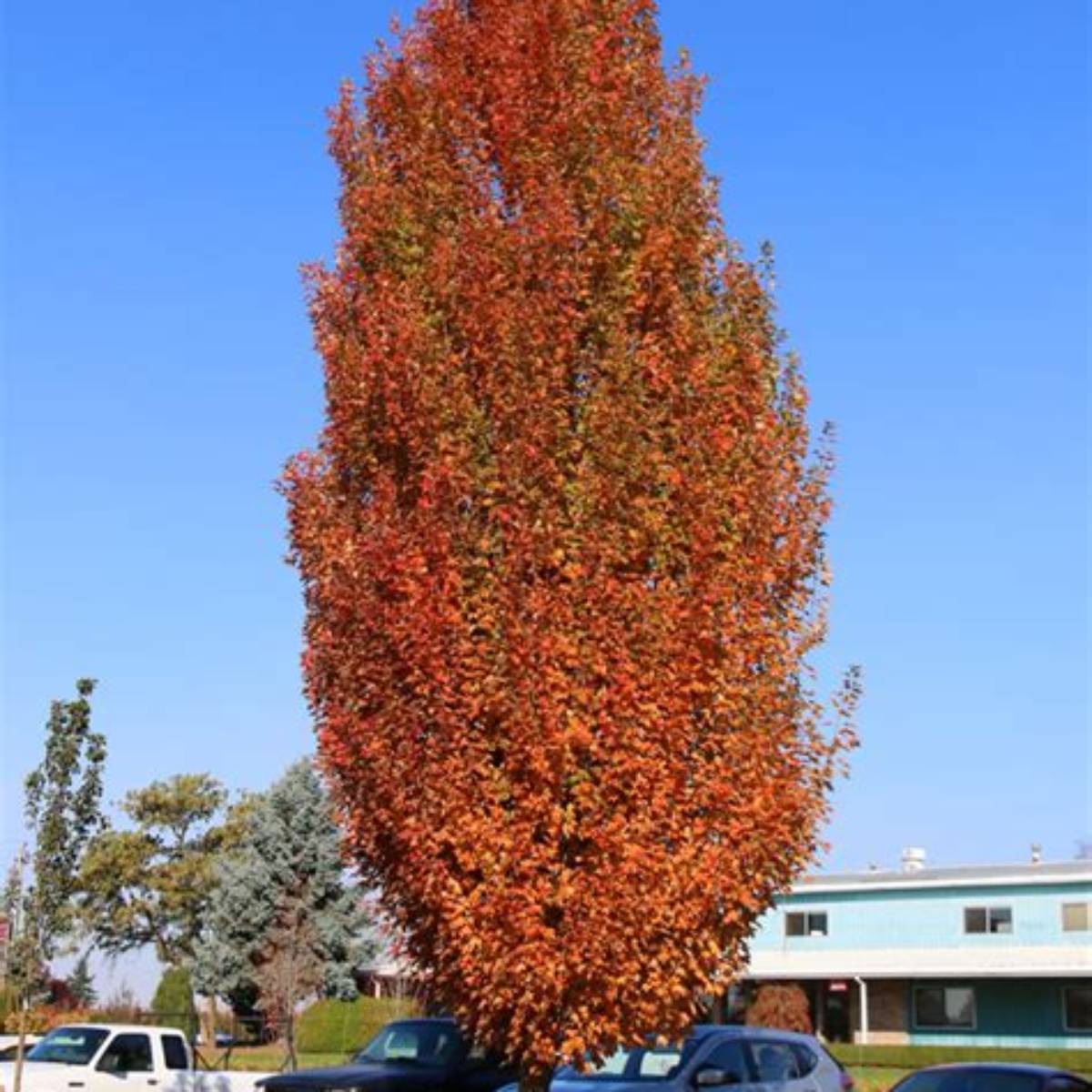 Armstrong Maple Tree