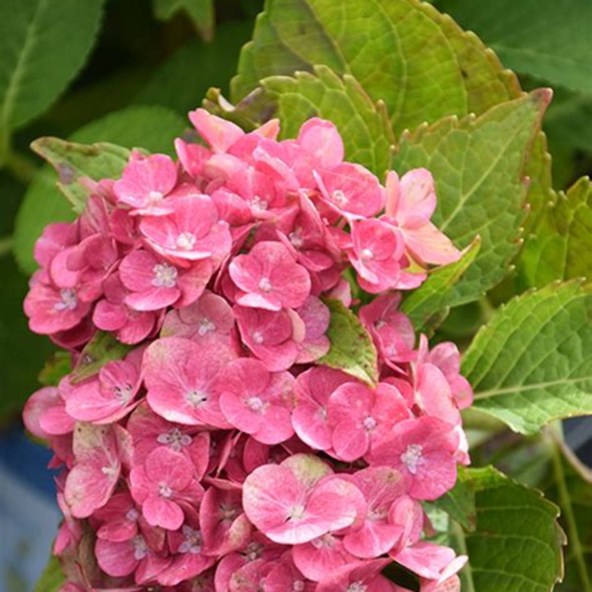 Tilt-A-Swirl® Hydrangea