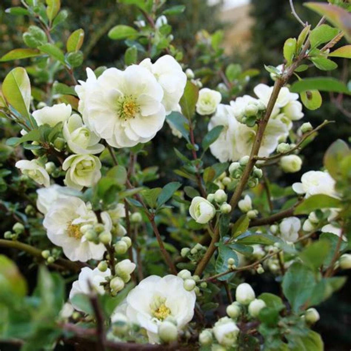 Double Take Eternal White™ Quince