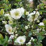Double Take Eternal White™ Quince