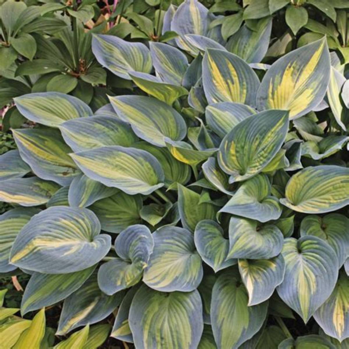 August Moon Hosta