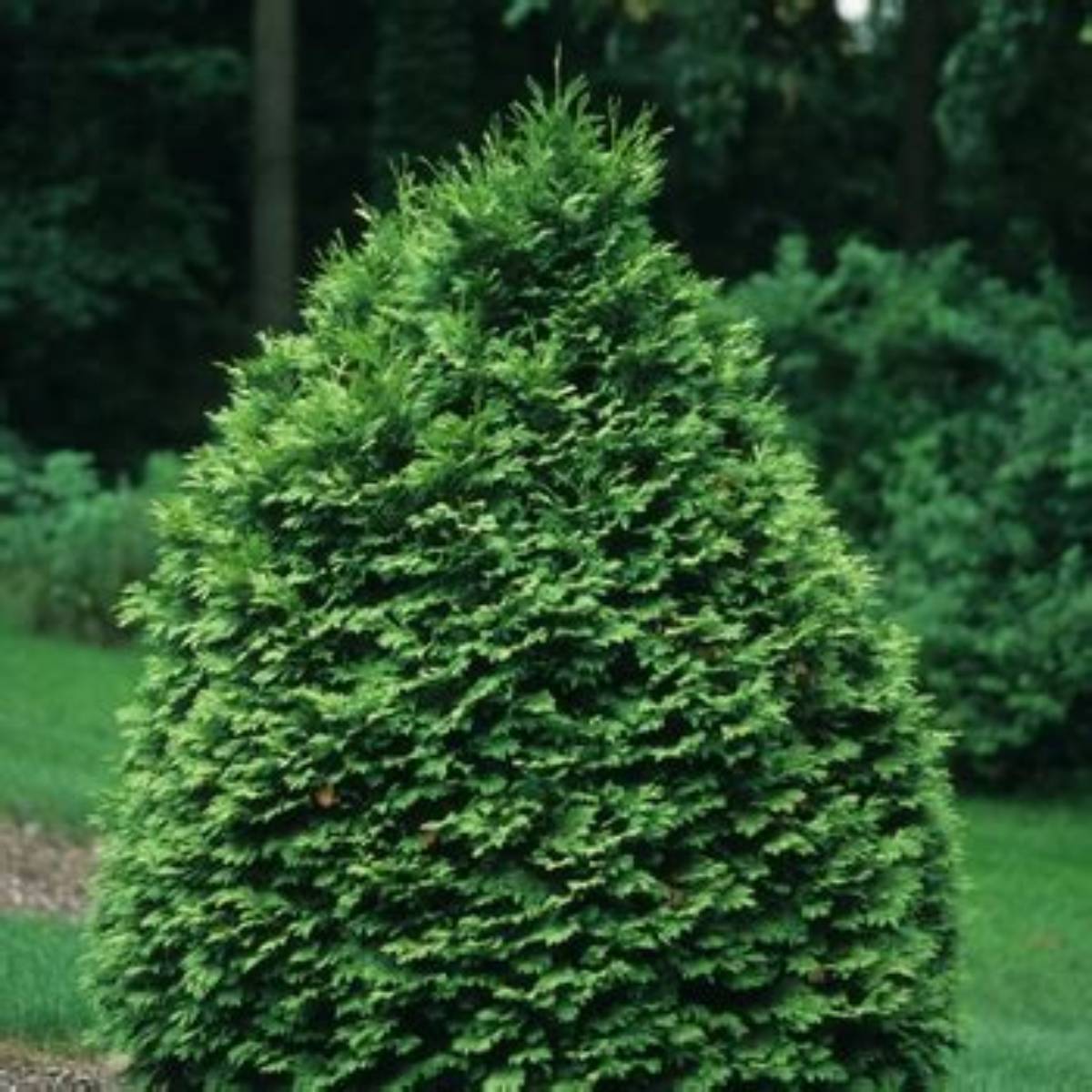 Everyst™ Arborvitae